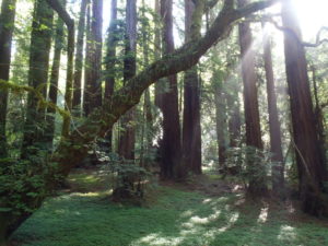 Muir Woods National Monument in Arkansas